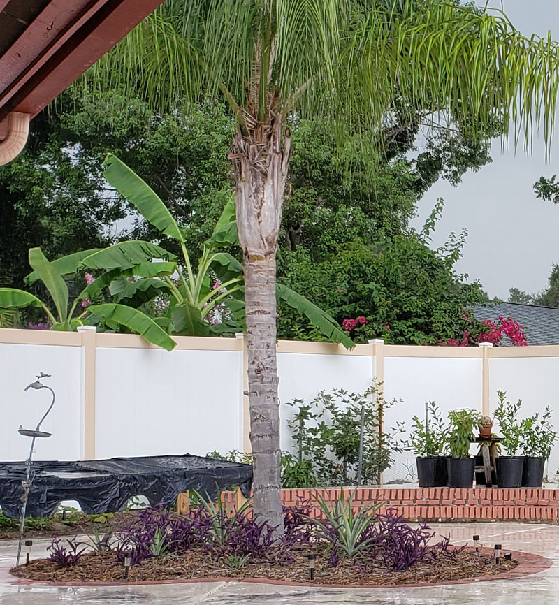 palm tree in flower bed with pineapple plants and flowers