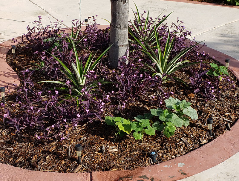 butternut squash plants, pineapple plants and flowers