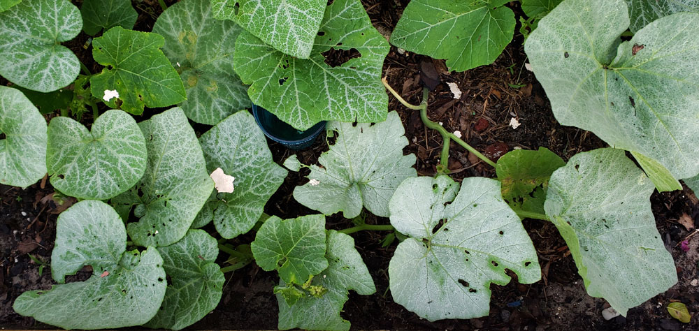 squash vine damage