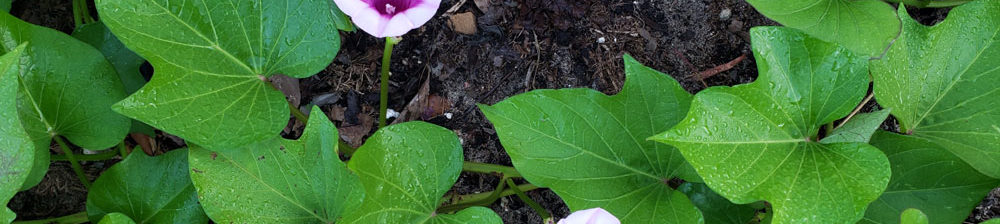 sweet potato blossoms