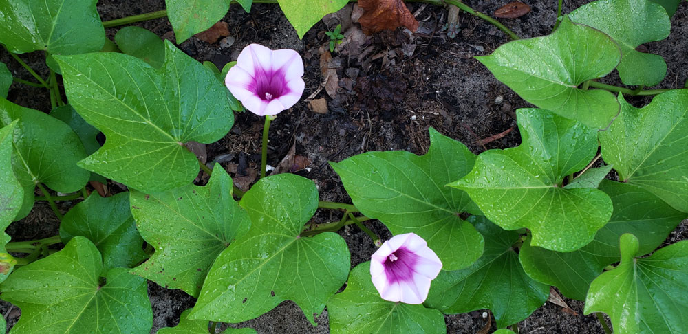 sweet potato blossoms