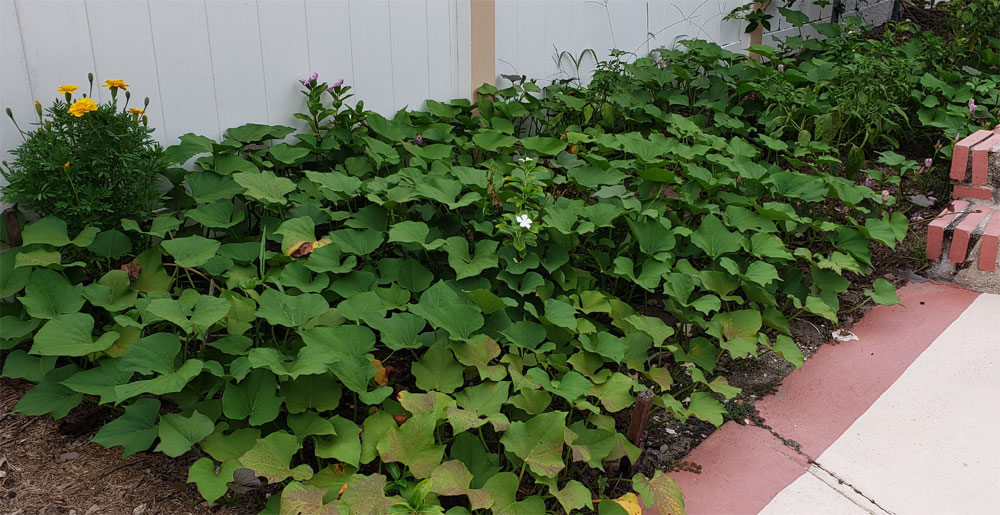 sweet potato patch