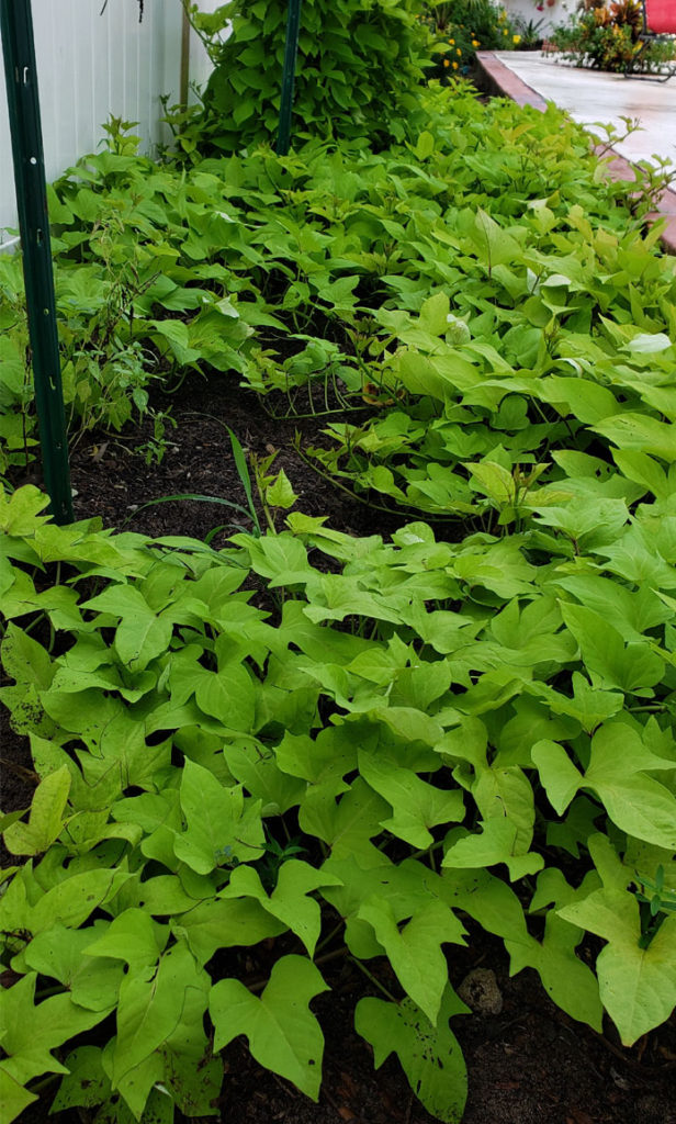 sweet potato vines