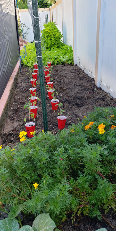 tomatoes in red cups ready to plant