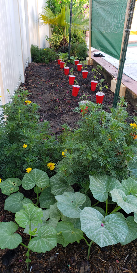 tomatoes ready to plant