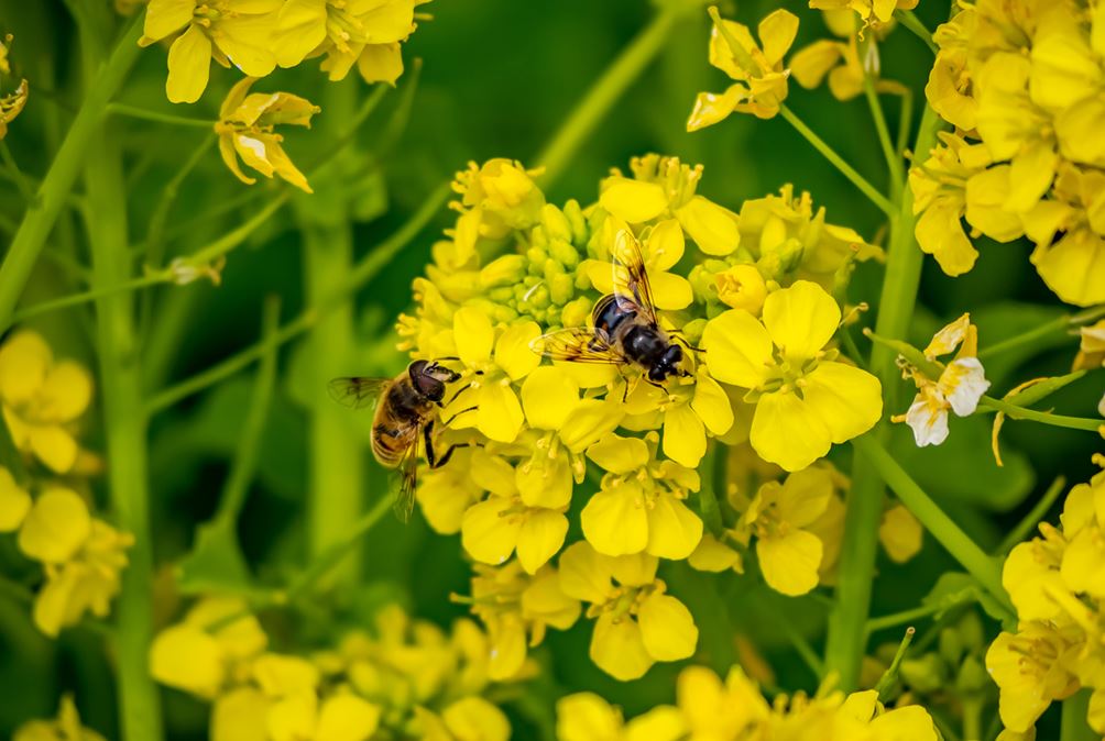 kodiac brown mustard blossoms