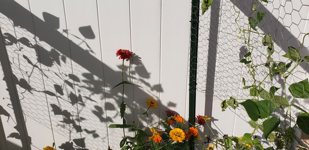 plant shadows and flowers