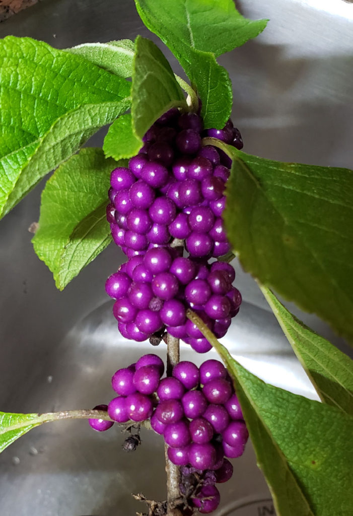 ripe beautyberries on a branch