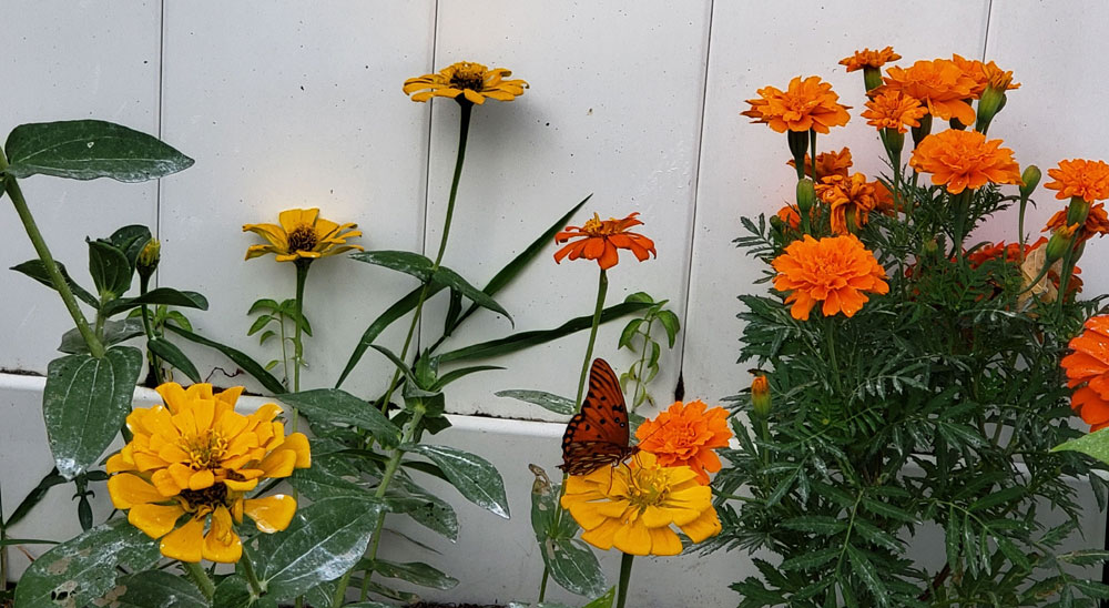 butterfly on yellow zinnia