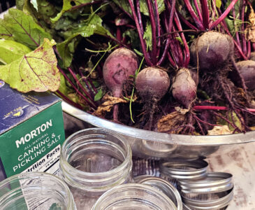 beets with green leaves still attached sitting in a large stainless steel bowl. Empty canning jars and rings and a box of canning salt are next to the bowl.