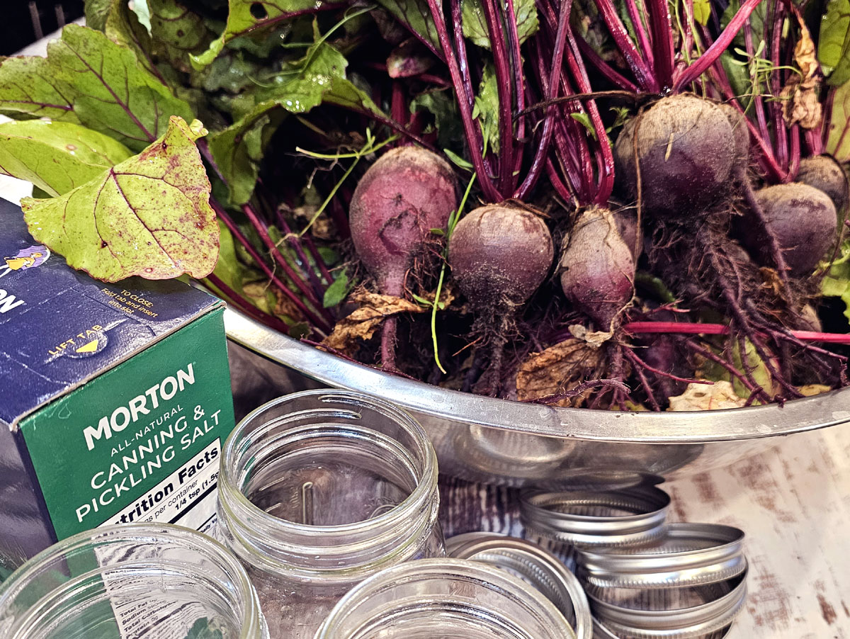 beets with green leaves still attached sitting in a large stainless steel bowl. Empty canning jars and rings and a box of canning salt are next to the bowl.