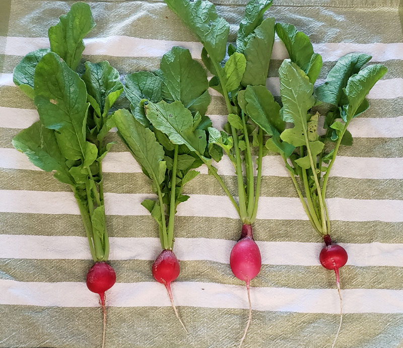 4 radishes on a towel