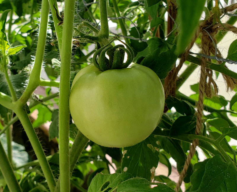 green tomato on vine