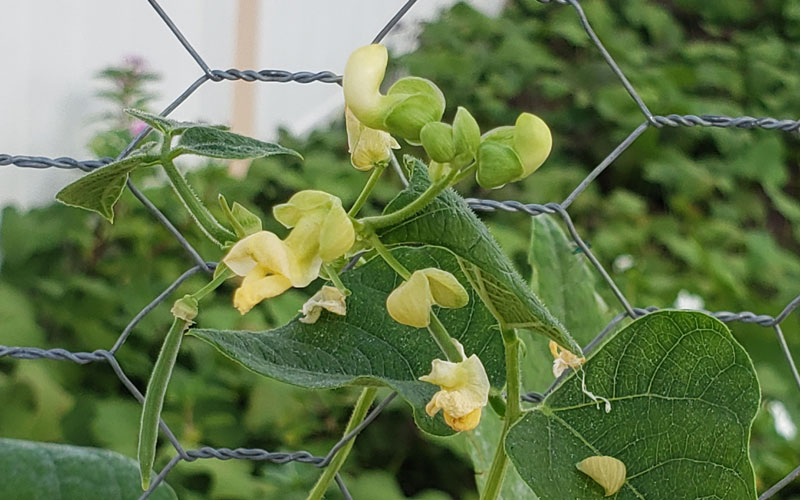 pole bean blossoms