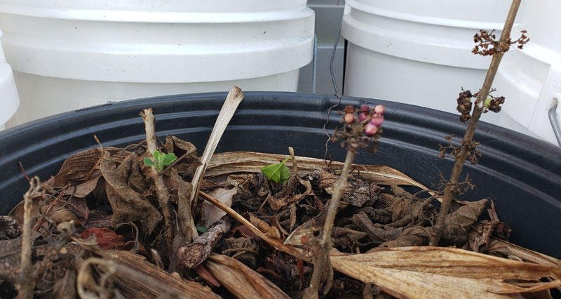 propegating beautyberry bush branches