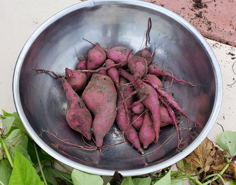 sweet potatoes in bowl