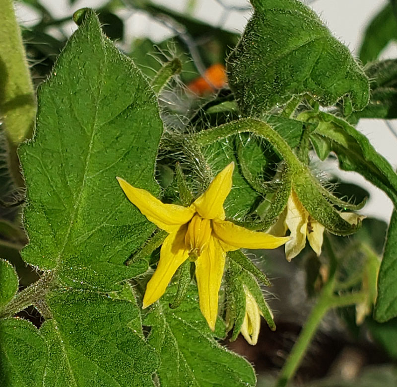 tomato blossom