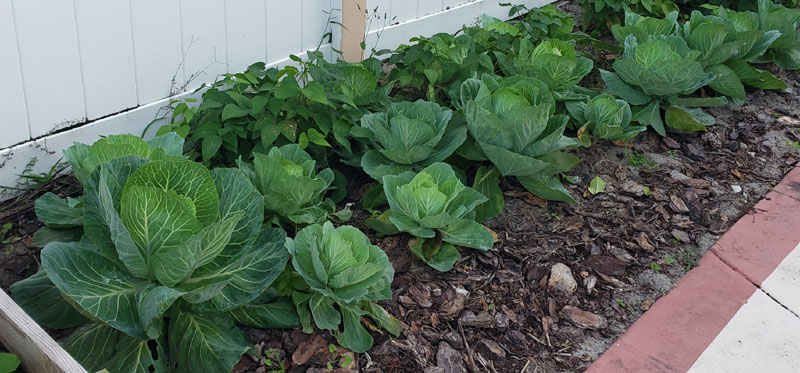 rows of cabbage plants