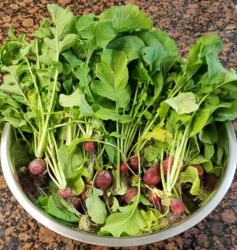 bowl of red radishes with leaves attached