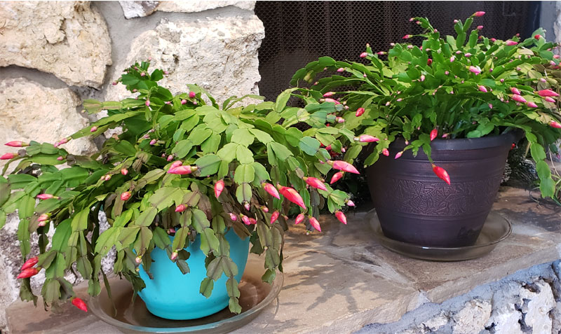 Christmas cacti by fireplace