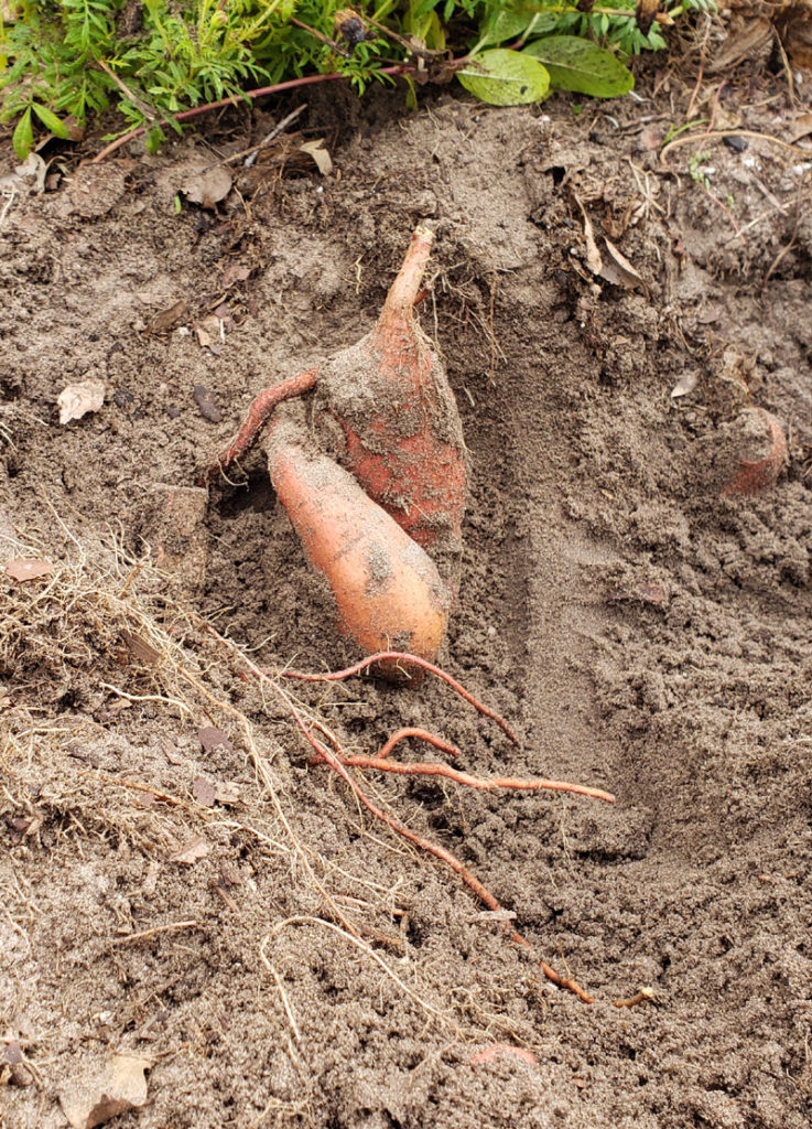 sweet potatoes in the ground