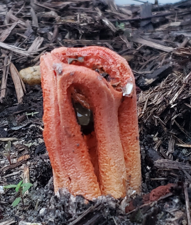 stinkhorn fungus