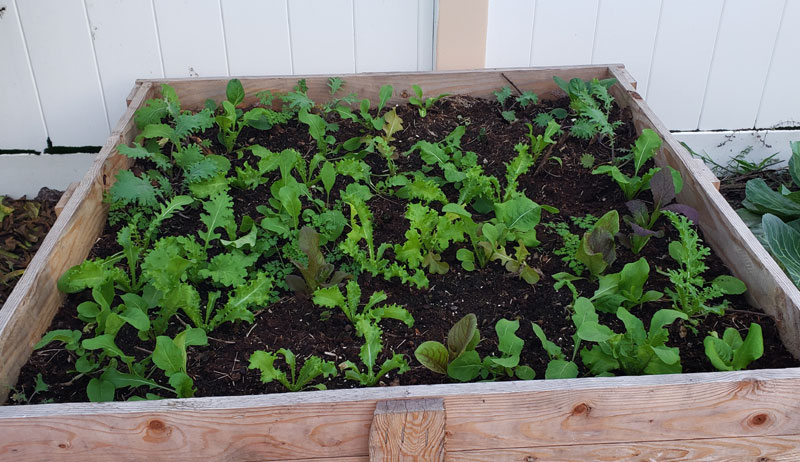 raised garden bed with lettuce plants