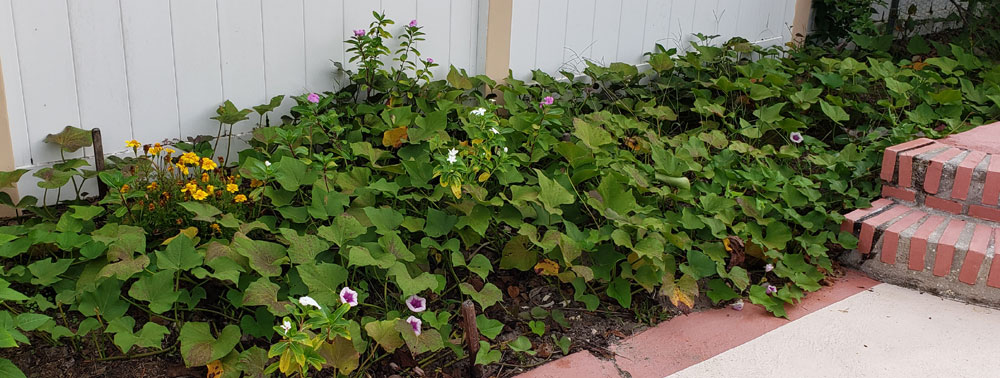 sweet potato vines