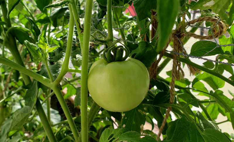 green tomato on the vine