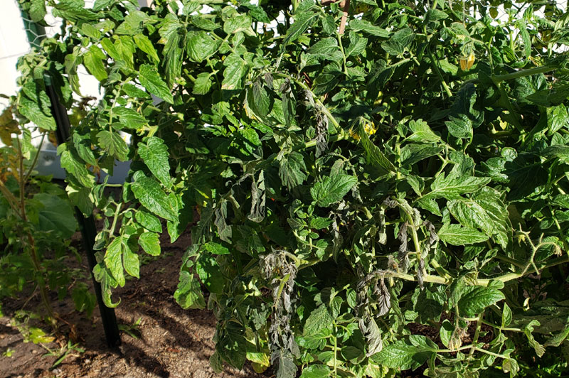 tomato leaves with frost damage