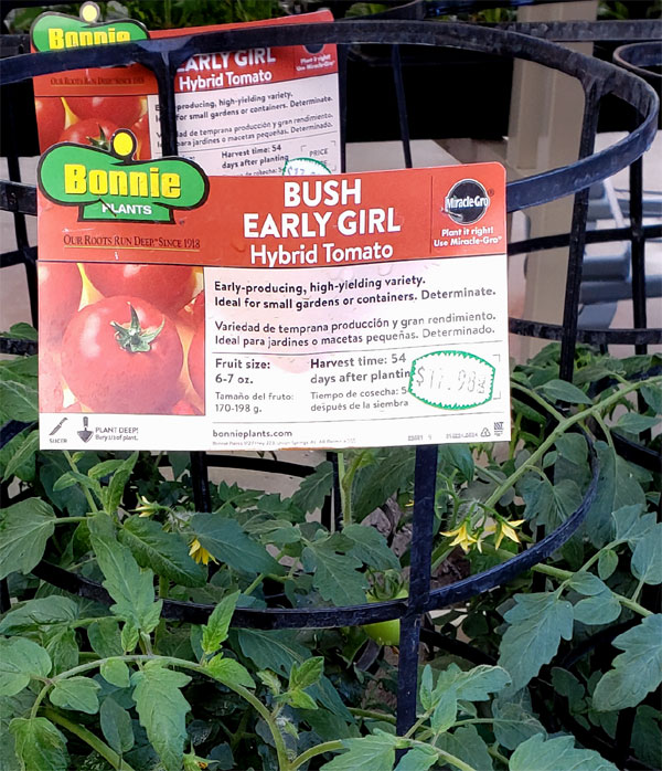 Tomato plant for sale: $17.98