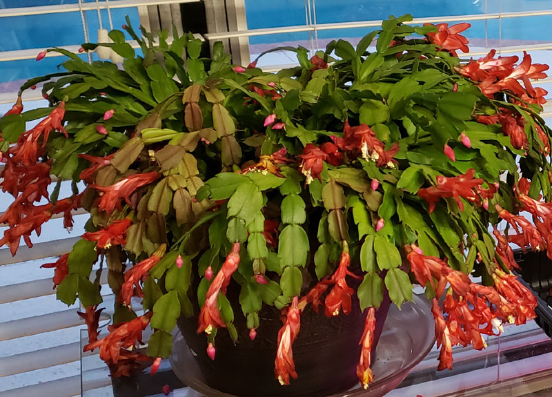 Christmas Cactus blossoming