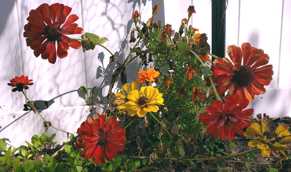 Fall marigolds and zinnias