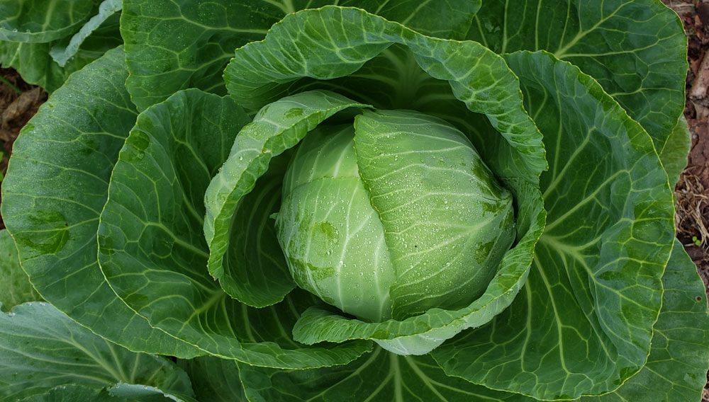 head of cabbage in garden