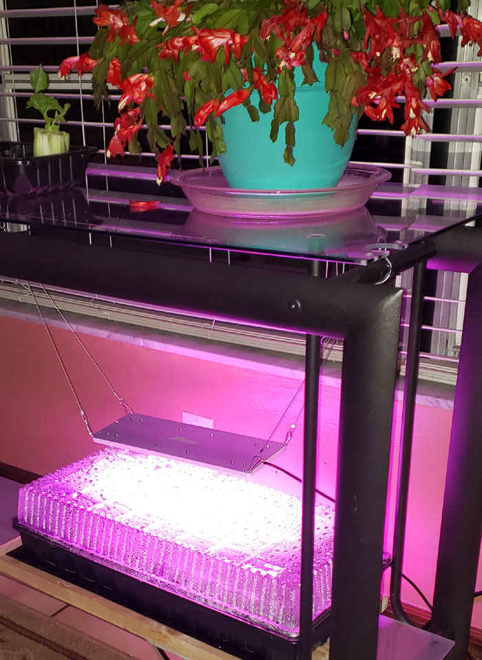 seed tray under grow light