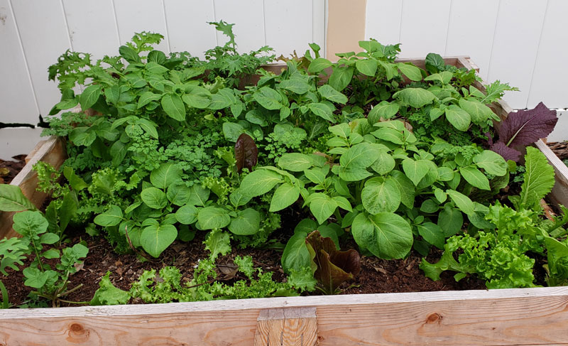 Potato and lettuce plants in  a raised bed