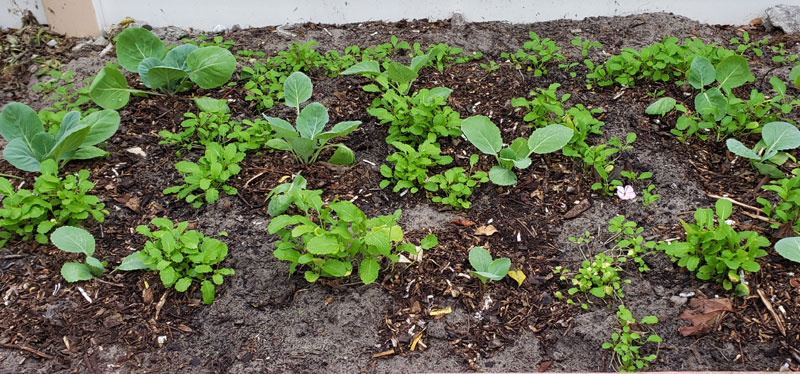 young cabbage plants