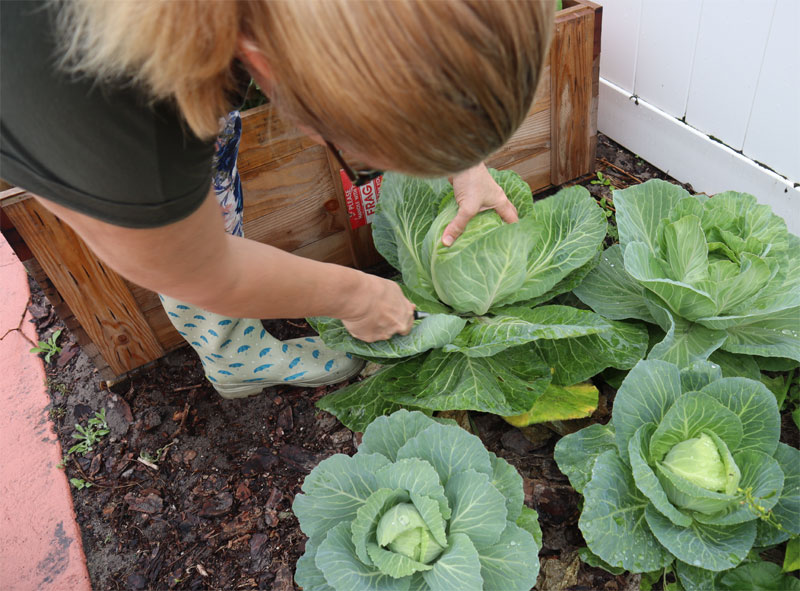 Cutting a cabbage plant