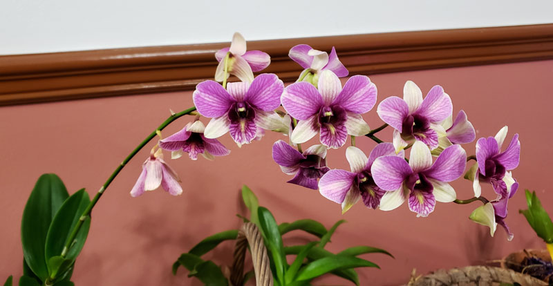 Orchid blossoming