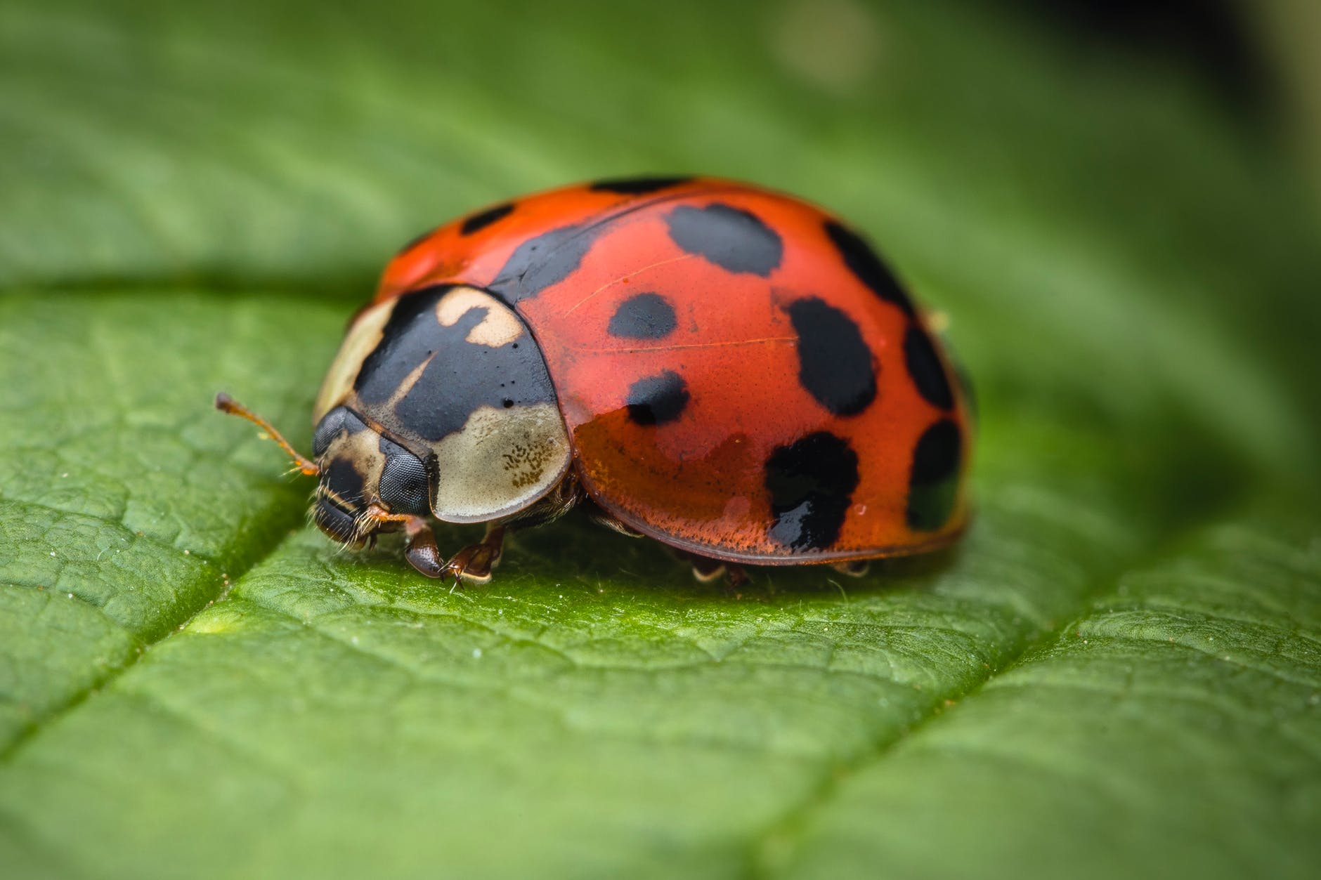 selective focus photography of ladybug on leaf