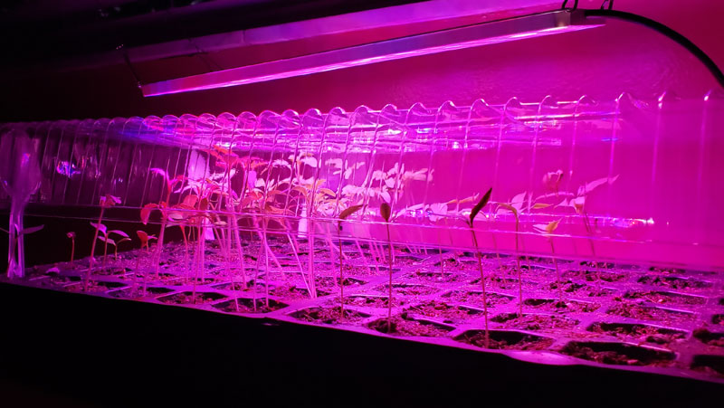 tomato and pepper seedlings under grow light