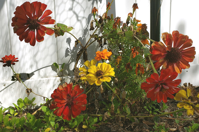 zinnias and marigolds