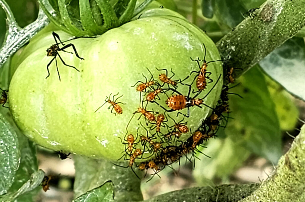 Adult and nymph leaf-footed insects crawling over a ripening tomato.