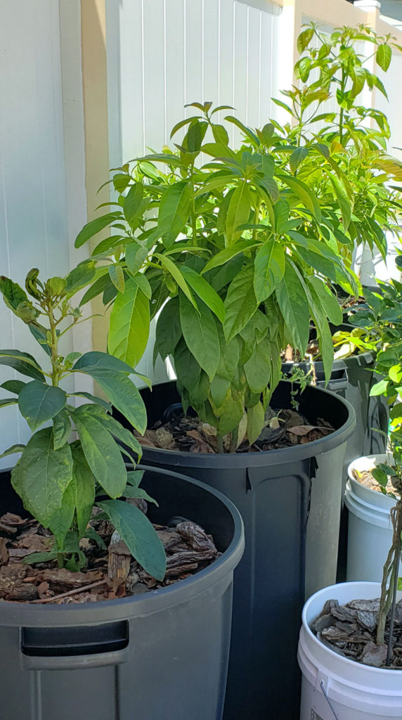 avocado trees growing in large pots