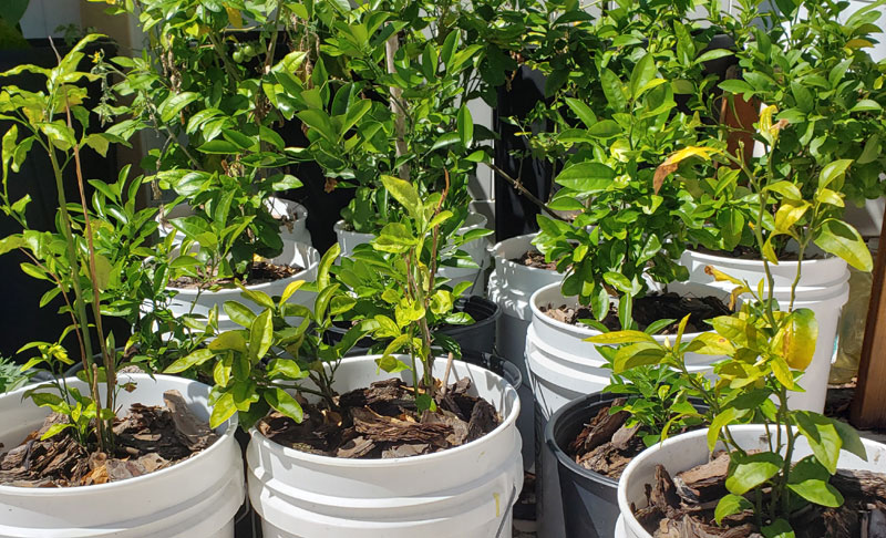 lemon and kumquat trees growing in white 5 gallon pots