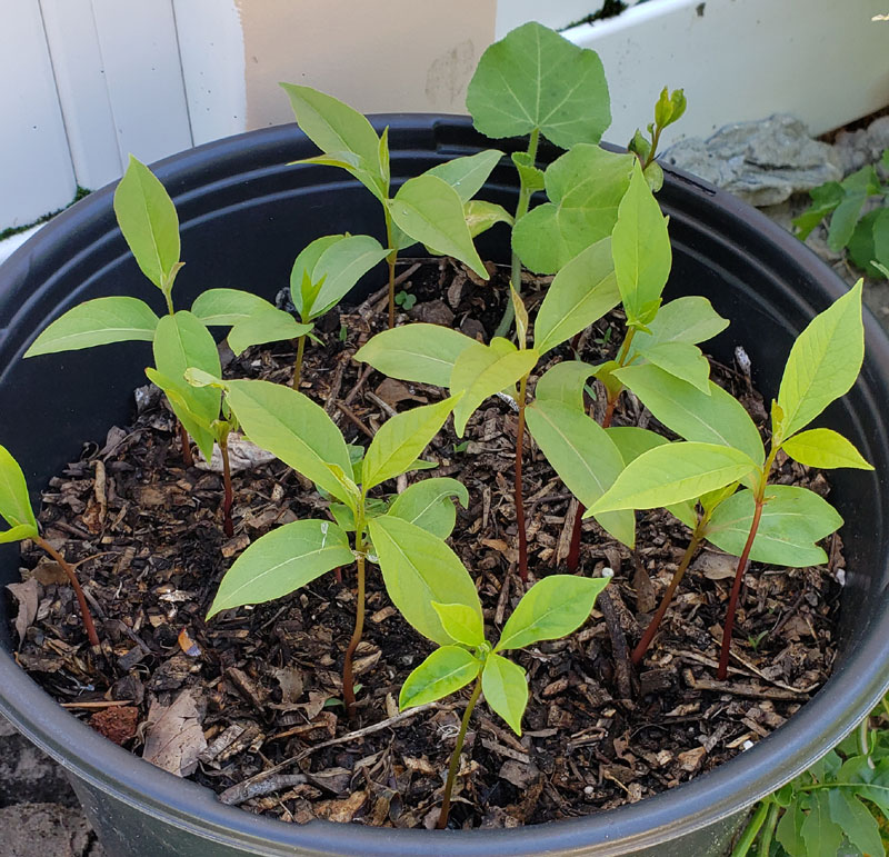 persimmon tree seedlings