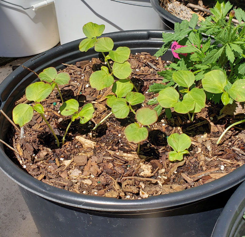 roselle seedlings growing in nursery pot