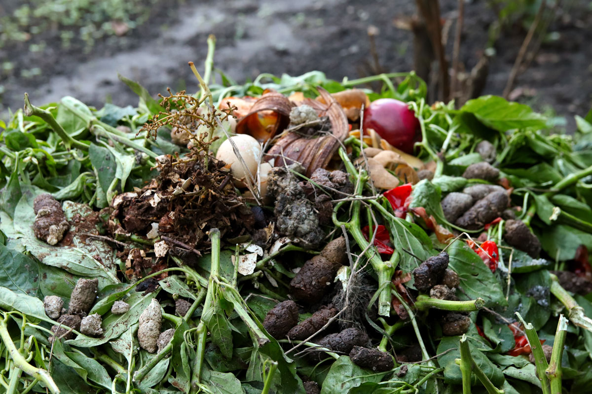 A photo of common household organic waste to be composted.