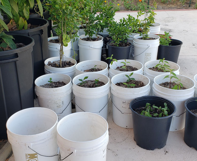 5-gallon buckets holding water and potted plants