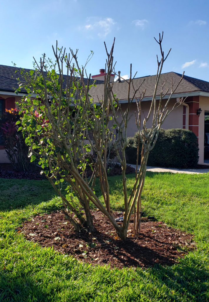 crepe myrtle and hibiscus